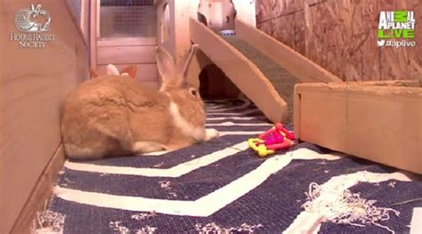 Live Rabbit Webcams